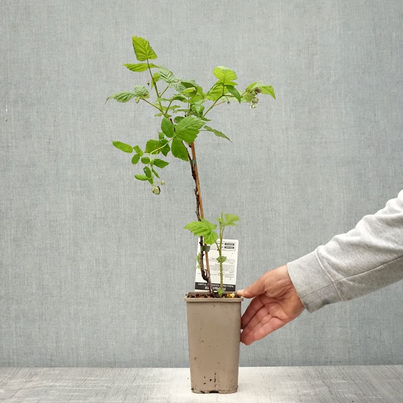 Example of Lampone Tulamagic Vaso da 1,5L/2L as you get in printemps