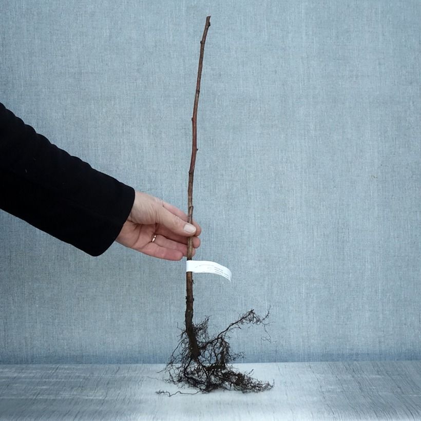 Lampone Tulameen Piante piccole a radice nuda, A cespuglio esemplare consegnato in inverno