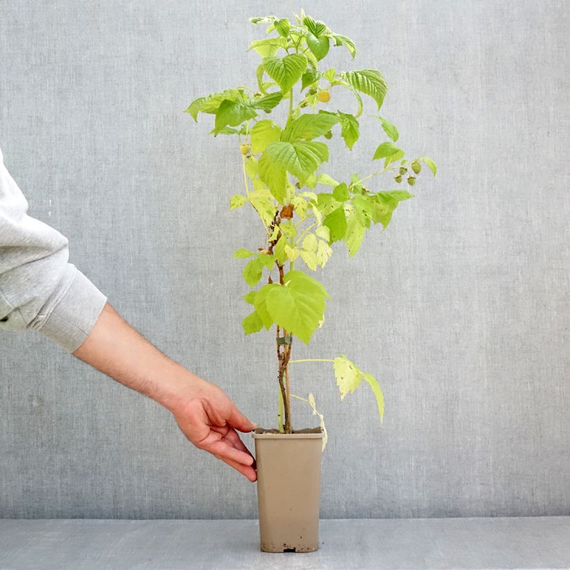 Lampone Twotimer Sugana Yellow (rampicante) Vaso da 1,5L/2L esemplare consegnato in primavera