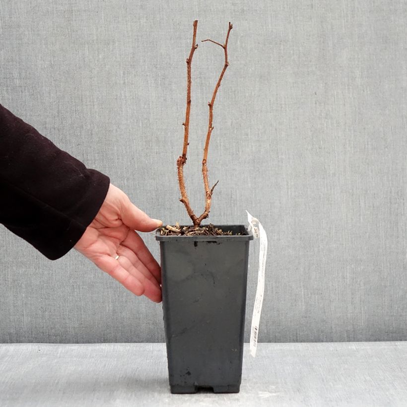 Example of Lampone Valentina Vaso da 1,5L/2L, Multifusto as you get in hiver