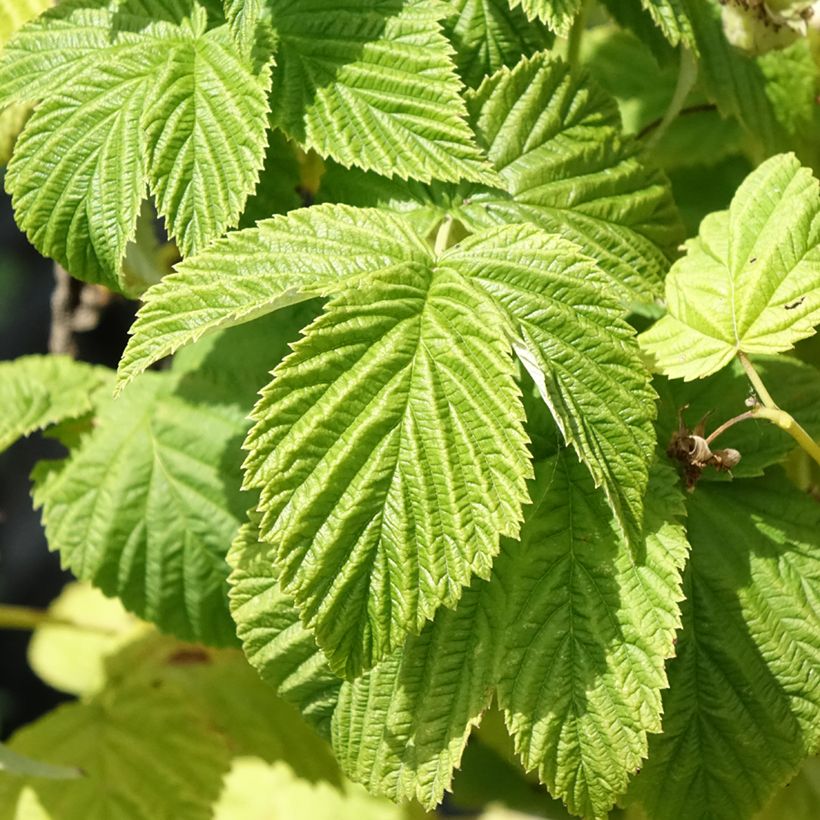 Lampone Violette (Fogliame)