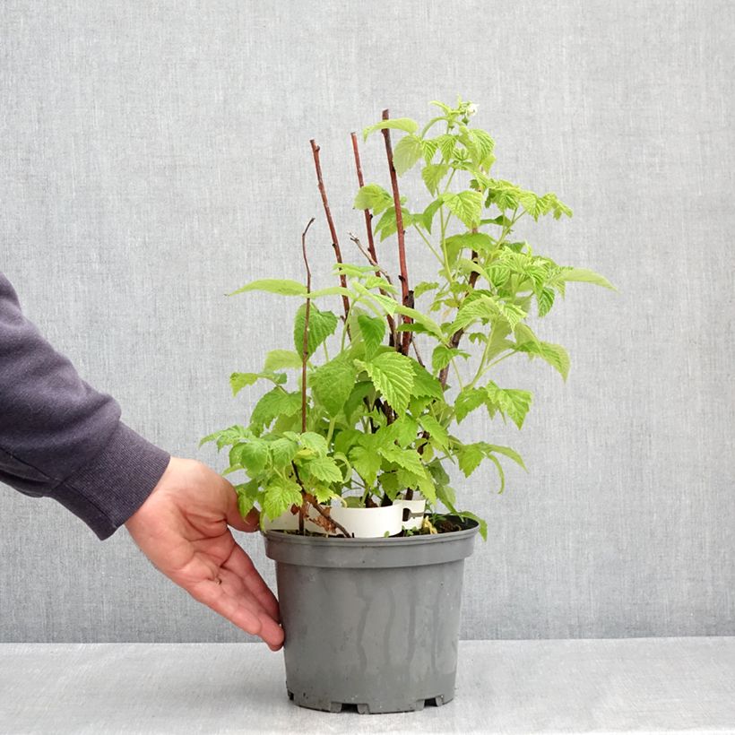 Lampone Violette Vaso da 3L/4L esemplare consegnato in primavera