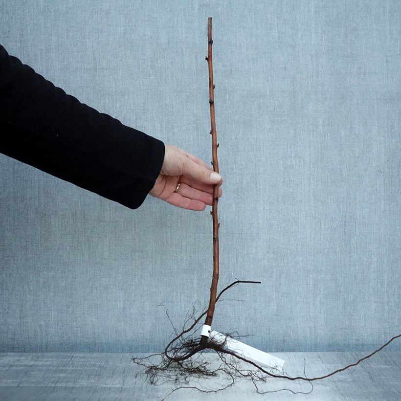 Lampone Willamette Piante piccole a radice nuda, A cespuglio esemplare consegnato in inverno