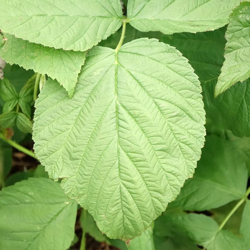 Lampone Zefa Herbsternte (Fogliame)