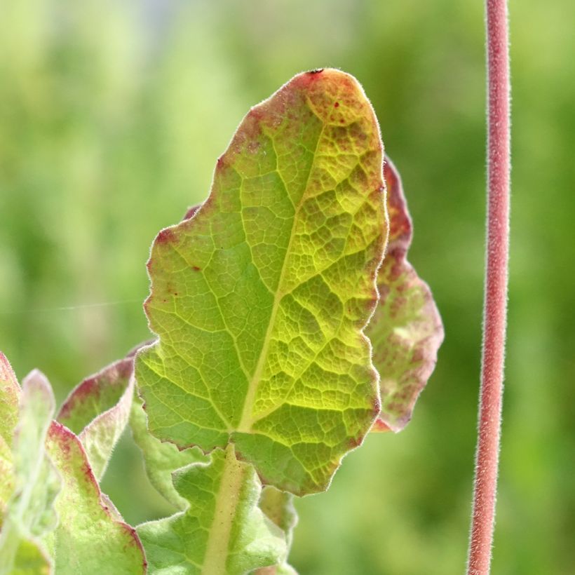 Francoa sonchifolia (Fogliame)