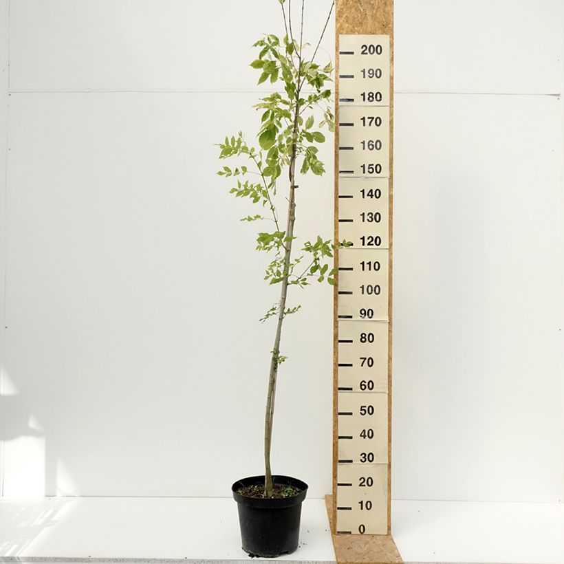 Esemplare di Fraxinus americana Hunky Punk - Frassino americano Vaso da 7,5L/10L consegnato in estate