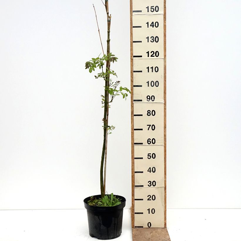 Fraxinus americana Hunky Punk - Frassino americano Vaso da 7,5L/10L esemplare consegnato in primavera