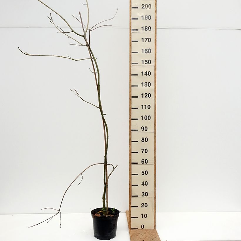 Esemplare di Fraxinus excelsior Aarsee - Frassino maggiore Vaso da 7,5L/10L come consegnato in autunno