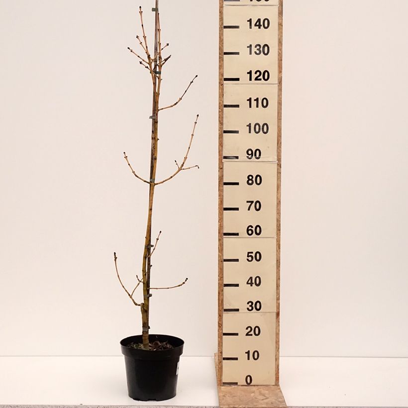 Example of Fraxinus excelsior Allgold - Frassino maggiore Vaso da 7,5L/10L as you get in hiver