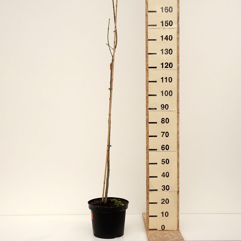 Fraxinus excelsior Foliis Aureis - Frassino maggiore Vaso da 12L/15L, Vaso impalcato esemplare consegnato in inverno