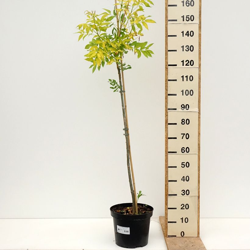 Example of Fraxinus excelsior Foliis Aureis - Frassino maggiore Vaso da 12L/15L, Vaso impalcato as you get in printemps