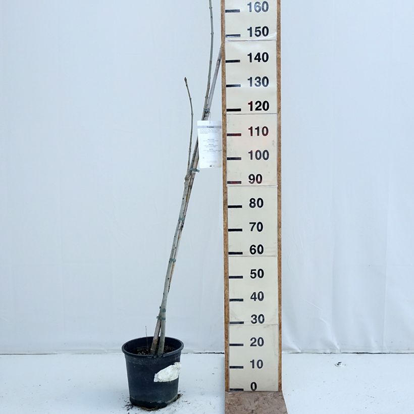 Fraxinus excelsior - Frassino maggiore Vaso da 7,5L/10L esemplare consegnato in inverno