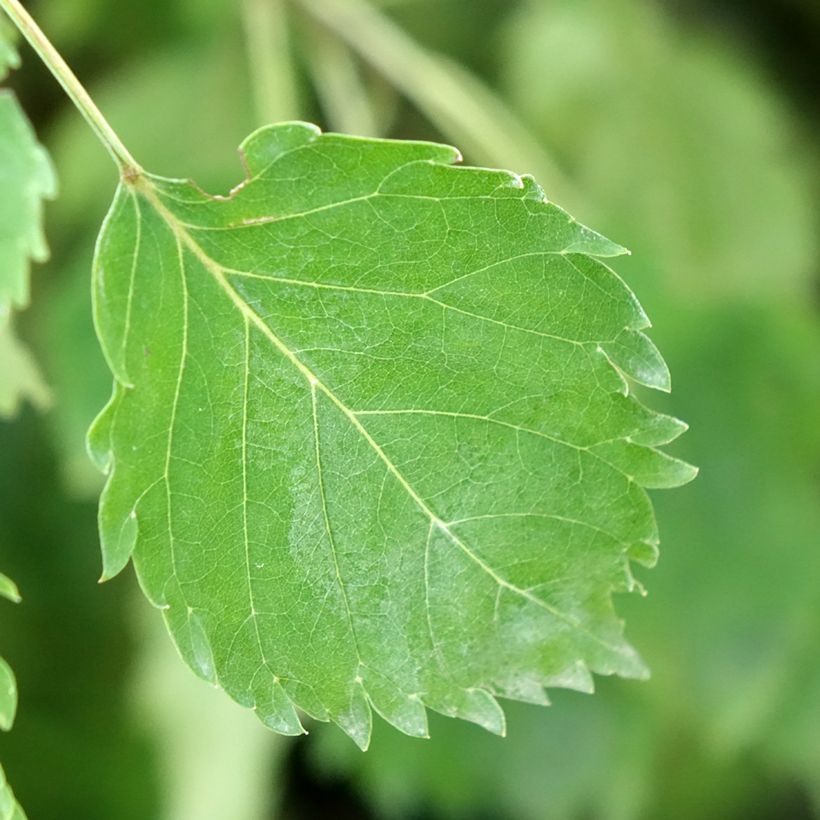 Fraxinus excelsior Heterophylla Pendula - Frassino maggiore (Fogliame)