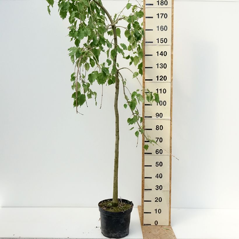 Esemplare di Fraxinus excelsior Heterophylla Pendula - Frassino maggiore Vaso da 7,5L/10L consegnato in estate