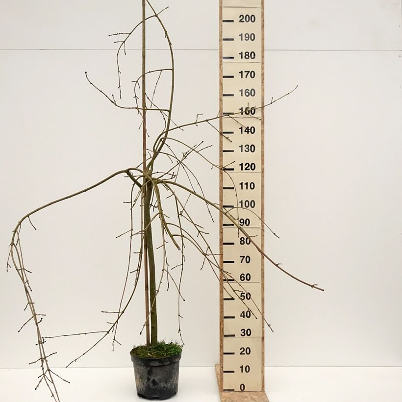 Fraxinus excelsior Heterophylla Pendula - Frassino maggiore Vaso da 7,5L/10L esemplare consegnato in inverno