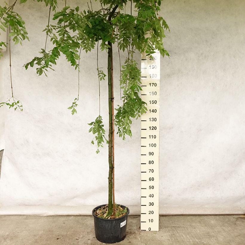 Esemplare di Fraxinus excelsior Pendula - Frassino maggiore Vaso da 30L/35L, Vaso impalcato consegnato in estate