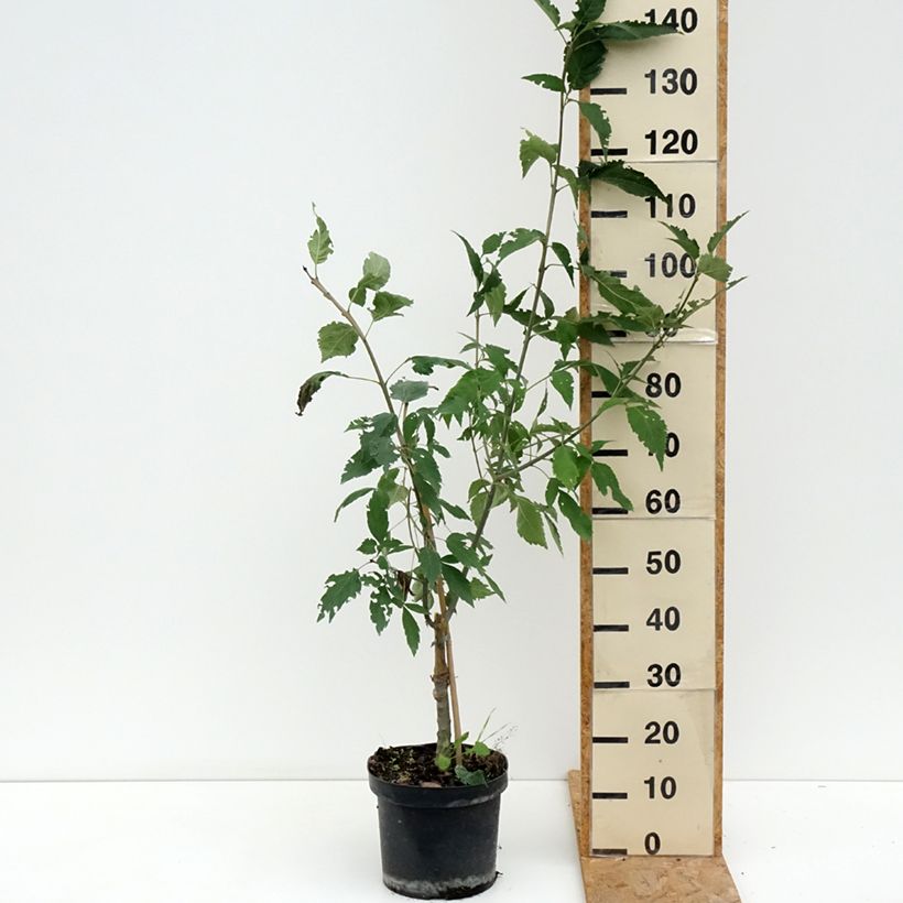 Esemplare di Fraxinus excelsior Zygmunt Krasiński - Frassino maggiore Vaso da 7,5L/10L consegnato in estate
