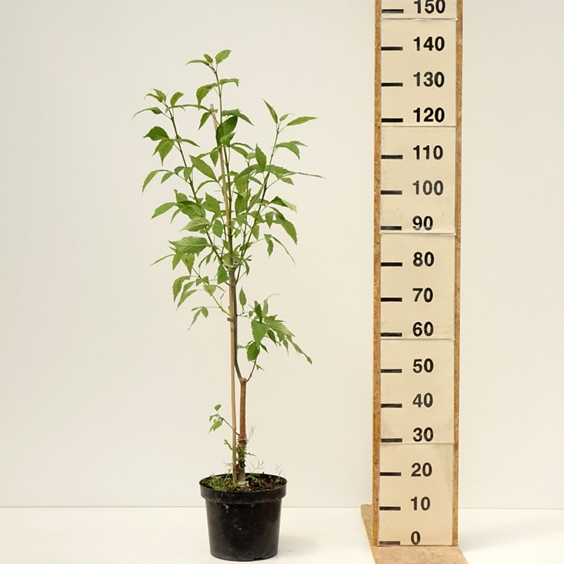 Fraxinus excelsior Zygmunt Krasiński - Frassino maggiore Vaso da 7,5L/10L esemplare consegnato in primavera