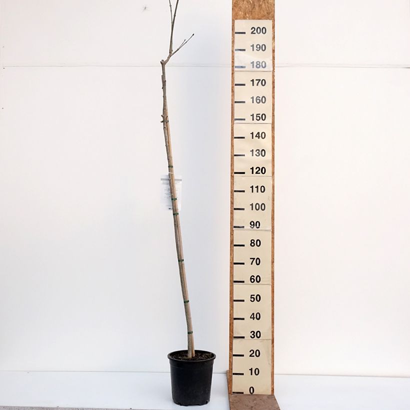 Fraxinus ornus Vaso da 7,5L/10L esemplare consegnato in inverno