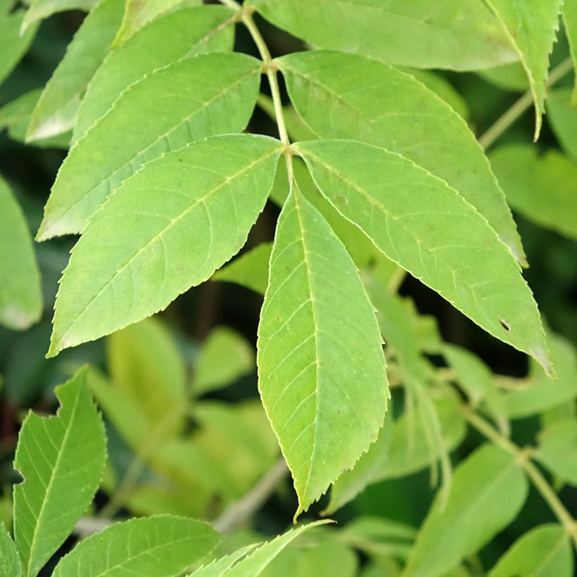 Fraxinus pennsylvanica Argenteomarginata (Foliage)