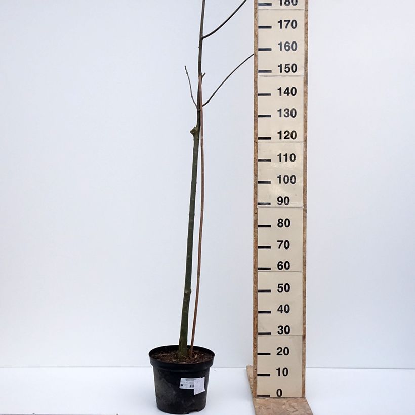 Example of Fraxinus pennsylvanica Argenteomarginata Vaso da 7,5L/10L as you get in hiver