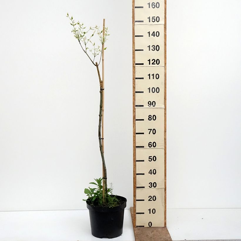 Fraxinus pennsylvanica Argenteomarginata Vaso da 7,5L/10L esemplare consegnato in primavera