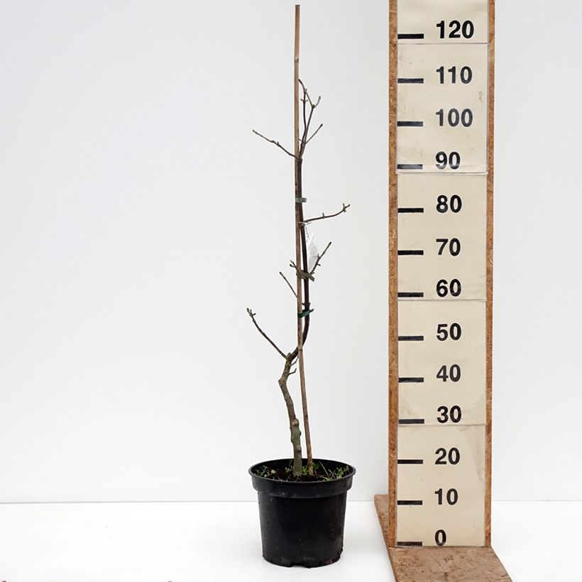 Example of Fraxinus pennsylvanica Aucubifolia Vaso da 7,5L/10L, Vaso impalcato as you get in hiver
