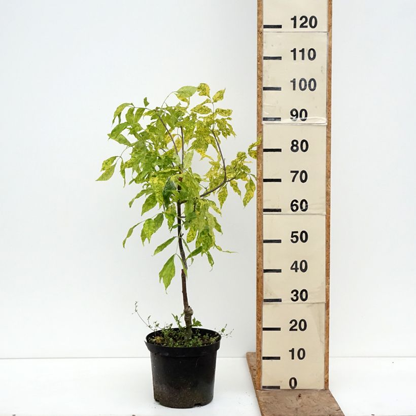 Fraxinus pennsylvanica Aucubifolia Vaso da 7,5L/10L, Vaso impalcato esemplare consegnato in primavera