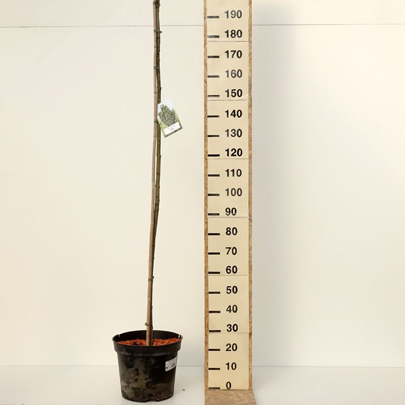 Fraxinus pennsylvanica Crispa Vaso da 30L/35L, Vaso impalcato esemplare consegnato in inverno