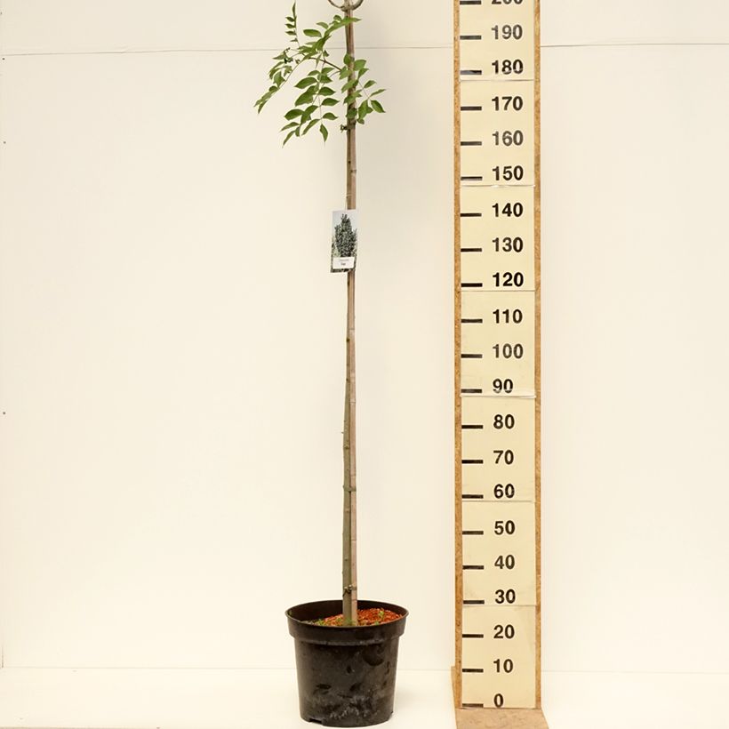 Example of Fraxinus pennsylvanica Crispa Vaso da 30L/35L, Vaso impalcato as you get in printemps