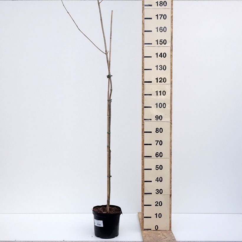 Fraxinus spaethiana Vaso da 7,5L/10L, Vaso impalcato esemplare consegnato in inverno