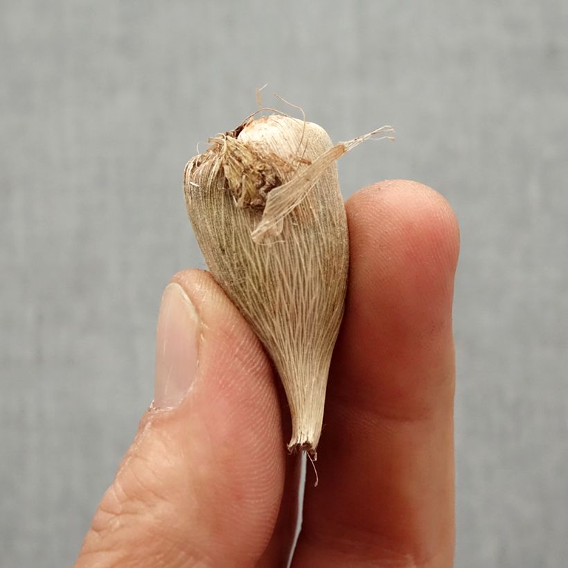 Example of Freesia White Double Bulbo taglia 5+ as you get in printemps