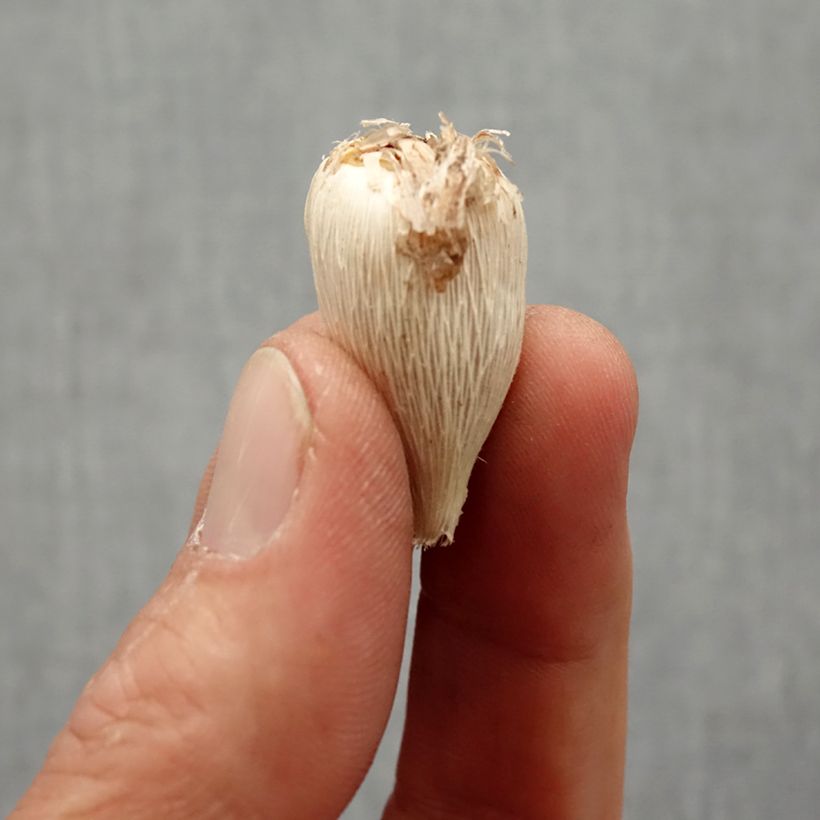 Example of Freesia Double Blue Bulbo taglia 4+ as you get in printemps