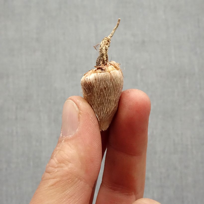 Example of Freesia Double Yellow Bulbo taglia 5+ as you get in printemps