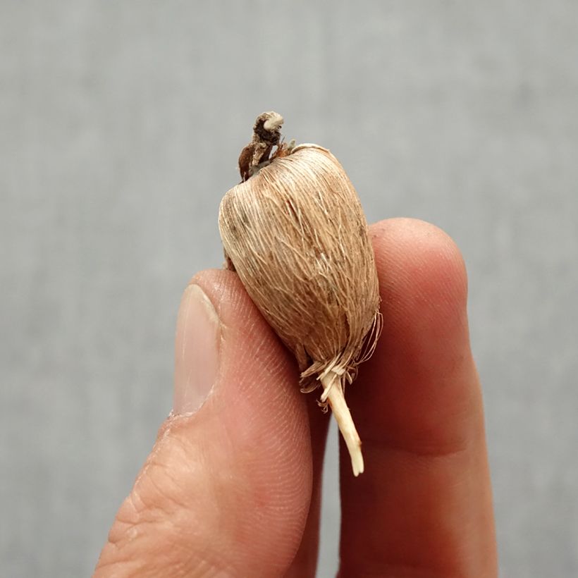 Freesia Double Orange Bulbo taglia 6+ esemplare consegnato in primavera