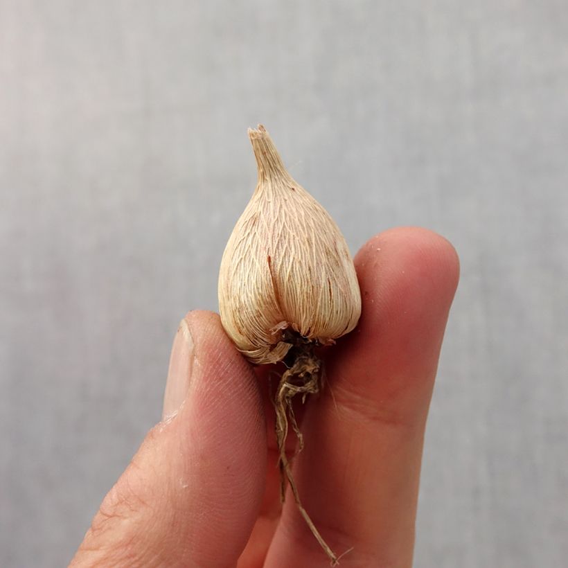 Example of Freesia Simple White Bulbo taglia 5+ as you get in printemps