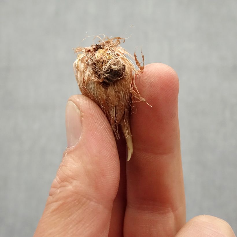 Example of Freesia Simple Yellow Bulbo taglia 6+ as you get in printemps