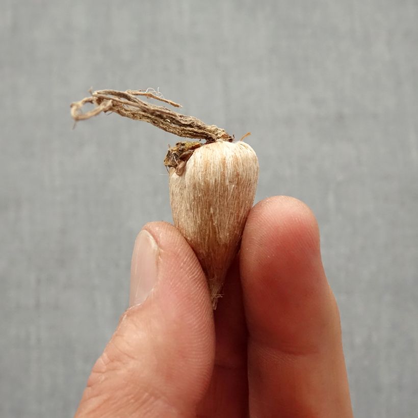 Example of Freesia Simple Orange Bulbo taglia 5+ as you get in printemps