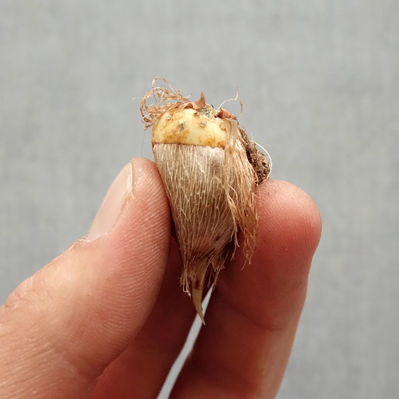 Freesia Simple Red Bulbo taglia 5+ esemplare consegnato in primavera