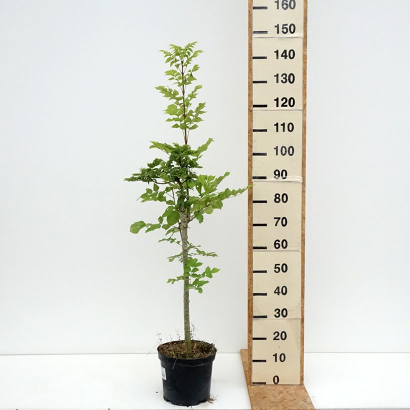 Esemplare di Fraxinus excelsior Abiona - Frassino maggiore Vaso da 7,5L/10L, Vaso impalcato consegnato in estate