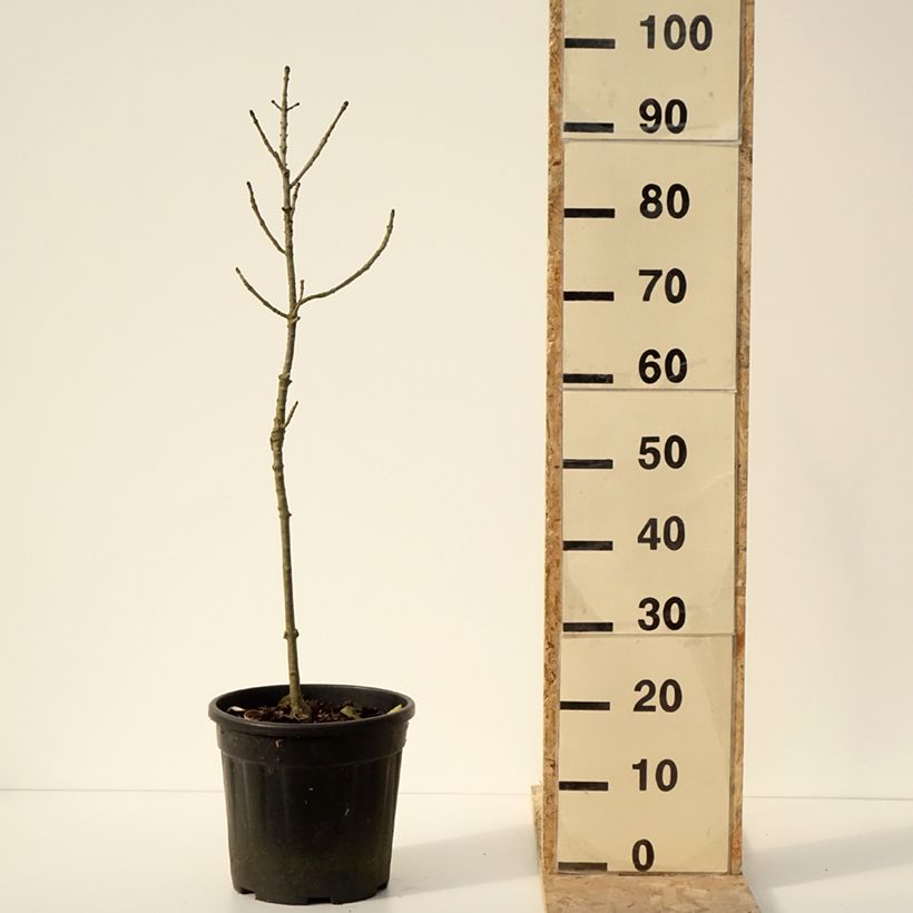 Fraxinus excelsior Abiona - Frassino maggiore Vaso da 7,5L/10L, Vaso impalcato esemplare consegnato in inverno