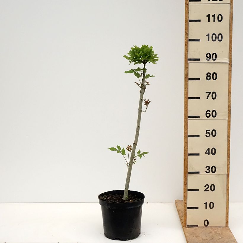 Example of Fraxinus excelsior Abiona - Frassino maggiore Vaso da 7,5L/10L, Vaso impalcato as you get in printemps