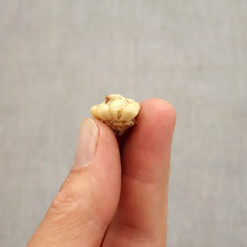 Esemplare di Fritillaria camschatcensis Bulbo taglia 6+ come consegnato in autunno