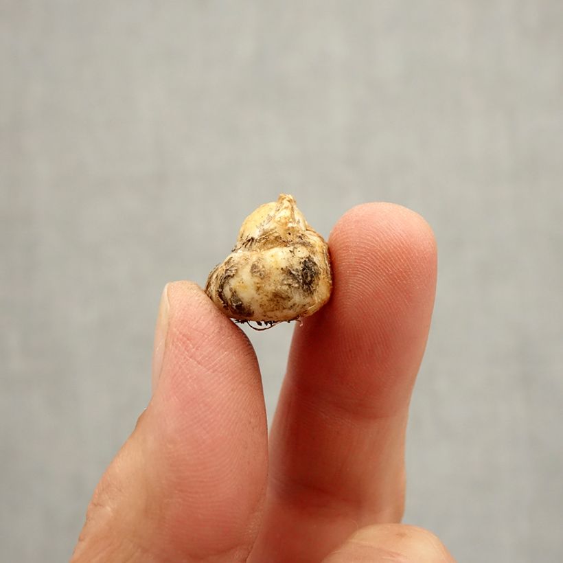 Esemplare di Fritillaria reuteri Bulbo taglia I come consegnato in autunno