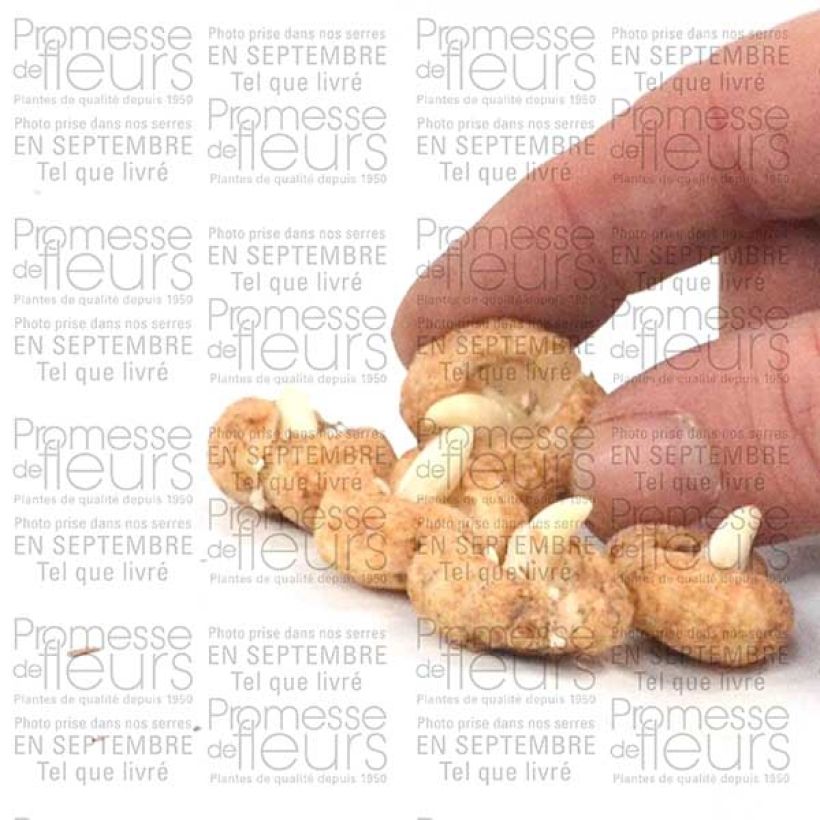 Esempio di esemplare Fritillaria hermonis subsp. amana Bulbo taglia I come consegnato