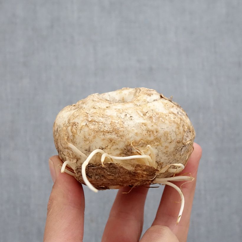 Esemplare di Fritillaria imperialis Aureomarginata - Corona imperiale Bulbo taglia I come consegnato in autunno