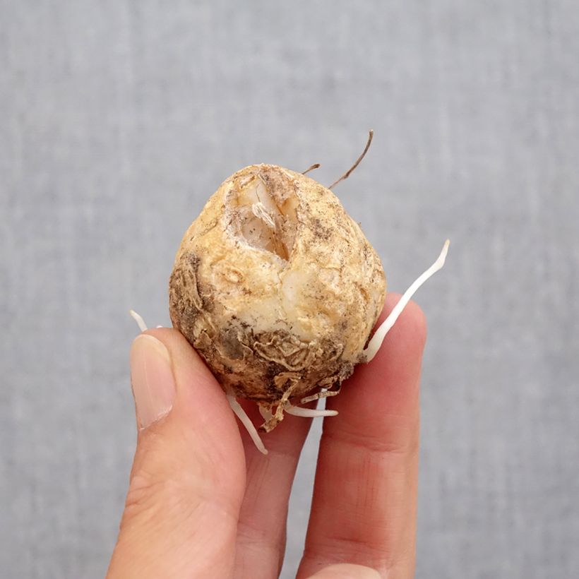 Esemplare di Fritillaria imperialis Bach - Corona imperiale Bulbo taglia 14+ come consegnato in autunno