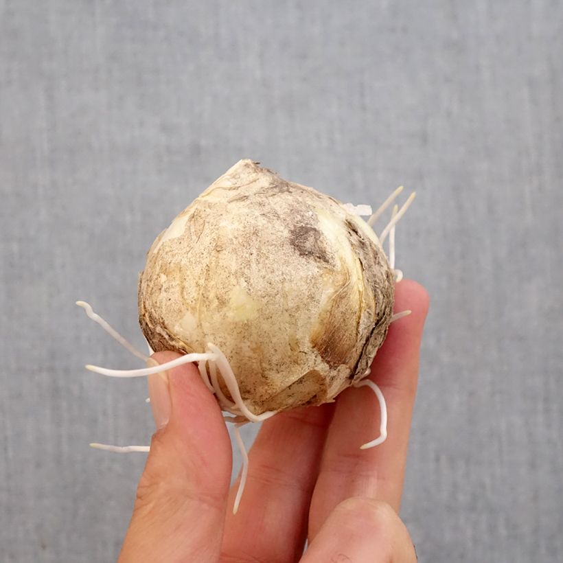 Esemplare di Fritillaire imperialis Early Sensation - Corona imperiale Bulbo taglia 18+ come consegnato in autunno