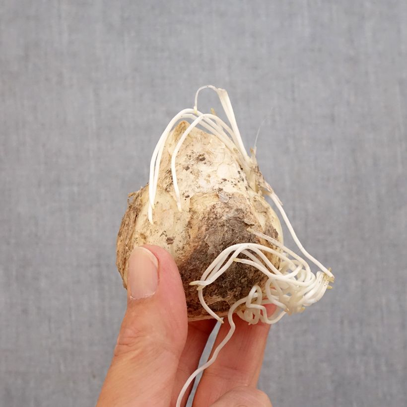 Esemplare di Fritillaria imperialis Lutea - Corona imperiale Bulbo taglia 20+ come consegnato in autunno