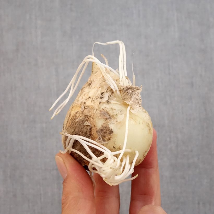 Esemplare di Fritillaria imperialis Orange Beauty - Corona imperiale Bulbo taglia 20+ come consegnato in autunno